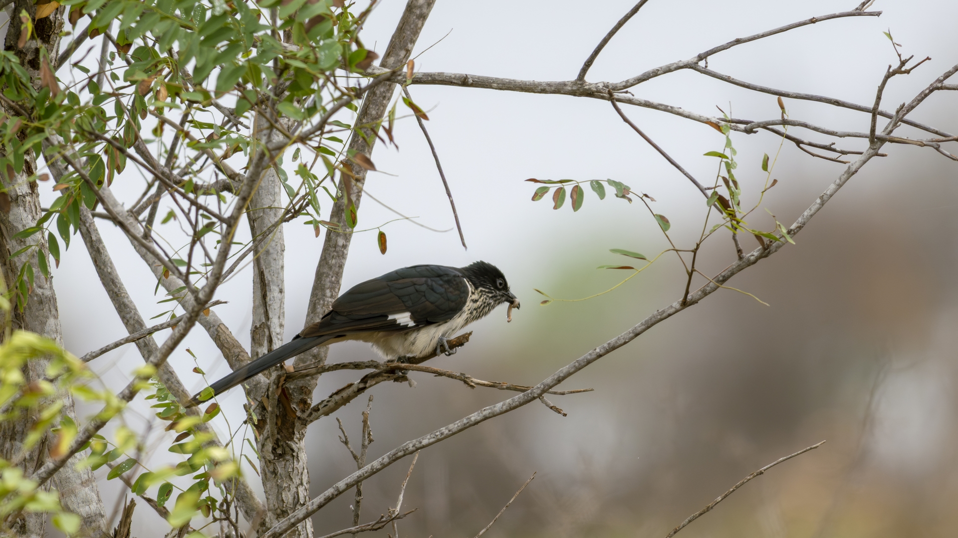 Kruger25 2025 11 03 11 06 40 ILCE 1M2 797